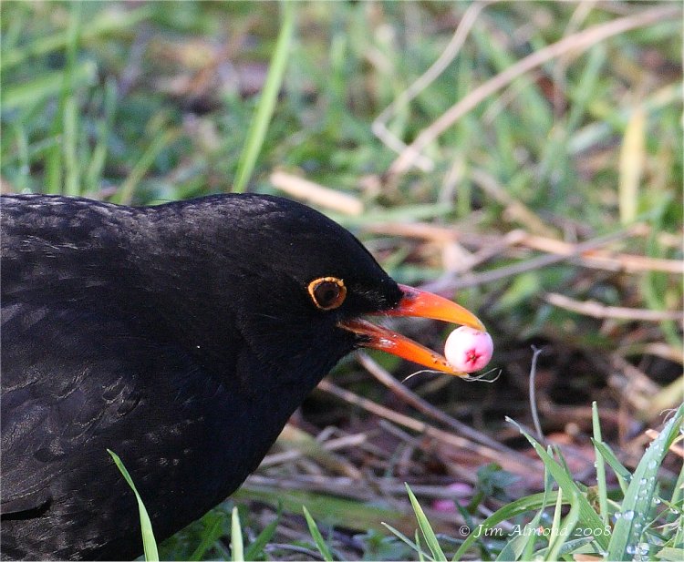 Blackbird eating berry 2 1 09 IMG_0412